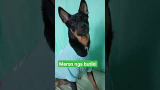 Yon oh butiki #dog #doglover #viral #shortvideo