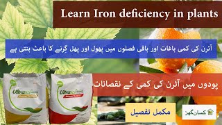 Learn about iron deficiency in plants turn premature fruit dropping Ultrasol rexene chelated iron fe