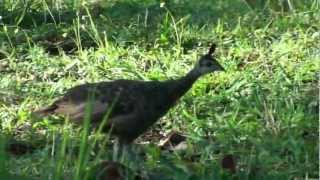 Pavo muticus females with his offspring Cha Son National Park Northern Thailand