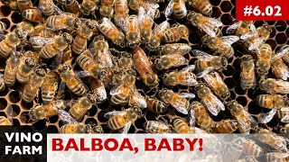 Only One Hive Survived... The Balboa Dynasty Continues!