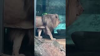 #lion #viralvideo #funny 🦁😳