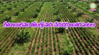 లేతఆయిల్ పాం తోటల్లో సాగు చేయదగ్గ అంతర పంటలు Intercrops inYoung oil palm crop  II PJTSAU II