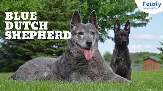 Blue Dutch Shepherd – Everything You Need To Know | History | lifespan | Behavior