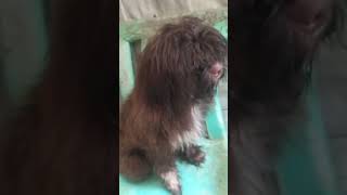 #shortvideo #viral#viralshorts #wow long hair Ng puppy 😹