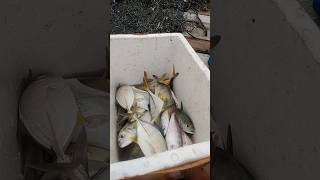 BEGINI KALAU KETEMU GEROMBOLAN IKAN KELAPARAN. UMPAN SAMPAI HABIS #SHORTS #FISHING #MANCING