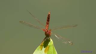 dragonfly.240701201p02np-crocothemis servilia 紅蜻-A001C02