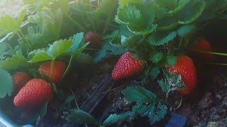 como cultivar morango 🍓 orgânico em casa 🍓produzir bastante