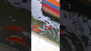 ikan koki jenis apa ini ?? #viral #viralvideo #shorts #hobi