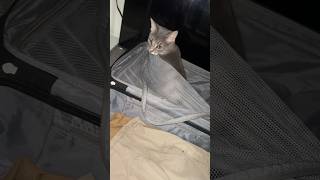 MY KITTEN WANTS TO GO ON A TRIP WITH ME