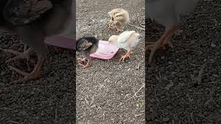 chicks🐤 move to poultry farm #chickshatching #poultryfarming #shortvideo