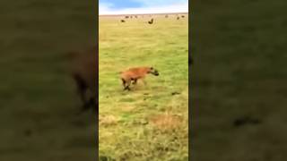 Warthog attack hayena #shorts #viral #trending #animals