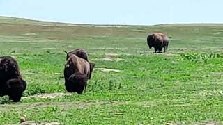 Bison rolling on the ground and stirring up dust