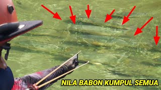 EDIAAAN...!! Ikan BABON Kumpul Semua ||KETAPEL IKAN||