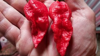 "Reaper X Bhutlah" pod test