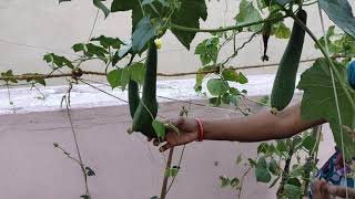 Gilki lagane ka tarika | Sponge Gourd Farming | #shorts