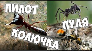 Колючка, пуля и пилот на панголине The Ants