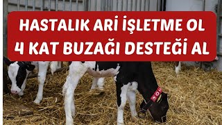 Genç ve Kadınlara Daha Çok Destek & Daha Fazla Buzağı Desteği İçin Ari İşletme Olmak