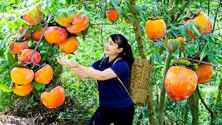 How to Harvest Persimmon, goes To Market Sell - Harvesting and Cooking |Tieu Vy Daily Life