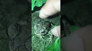 Amazing frog #frog #shorts