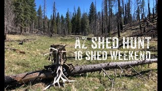 AZ Shed Hunting 2019: 16 Antler Solo Hunt