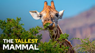 Giraffe: The Amazing Tallest Mammal