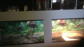 Whiteyr44 - Bosc Enclosure Update + Burrow (Savannah Monitors)