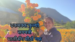 ढकमक्क फुल्यो सयपत्री, मालीसँग मीठो गफ #tiharspecial #tihar #dipawali #diwali #sayapatrionlinetv