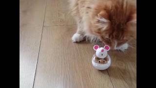 Woody playing with mouse