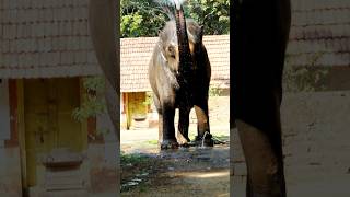 Elephant bath