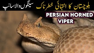 Persian horned viper Documentary - A Snake with Horns