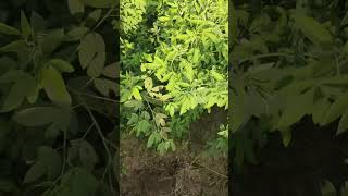 Groundnut and Maize 🌽 Cultivation | Agriculture Farming | Agriculture Kishan