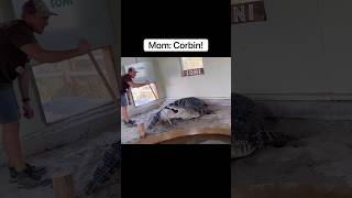 Alligator Attacks My Mom’s Bucket 😱🪣🐊#shorts #alligator