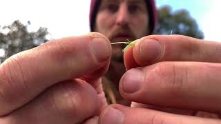 How to Identify Chickweed vs Poison Lookalike