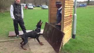 Doberman David Von Hunnoterra ipo1 schutzhund training bitework protection