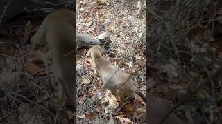 Bloodhound Pup’s first blood trail