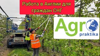 Agropraktika. Работа в Англии для граждан СНГ, Украины, Казахстан и Грузии