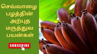 செவ்வாழை -ன் அற்புத மருத்துவ பயன்கள் || Sevvalai palam