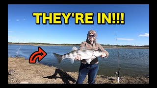 Striper Fishing Non Stop ACTION! Maine 2020