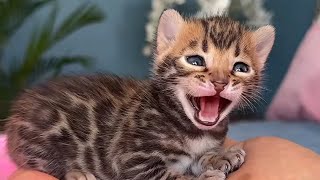 Top des vidéos très mignon 2 petite chaton 🐭cat4khd