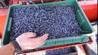 Zbiór mechaniczny jagody kamczackiej. (Mechanical Harvest of Haskap Berries)