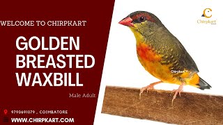 Exotic Finches ll Golden Breasted Waxbill ll Pet Birds ll Adult Male || Chirpkart ll Coimbatore