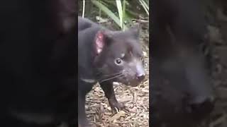 #shortsviral TASMANIAN  DEVIL SPIN