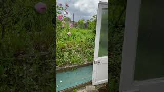 Last video in mums garden June 2024 #roses #foxgloves #flowers # gardens