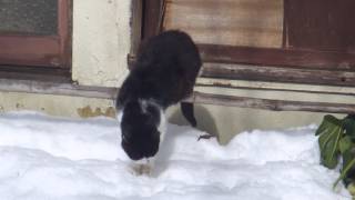 Cat puzzled over snow : 雪に戸惑う猫