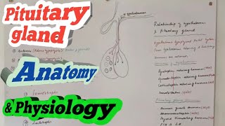 pituitary gland anatomy and physiology