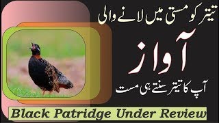 Black Patridge | Black Francolin @For-You4U