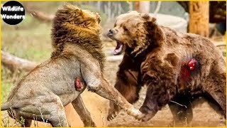 Bear vs Lion - Clash of Titans: Who Would Win?