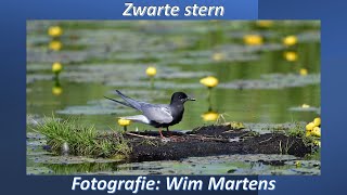 Zwarte stern