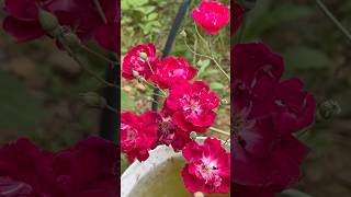 Multiflora rose flowers || Home Gardening | #flowers #rose #youtubeshorts #shorts