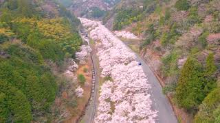 雨山・さくら坂　2022